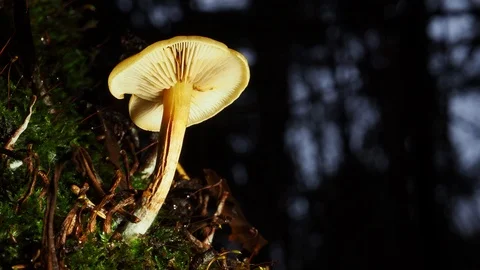 Little mushroom close-up. View from below. Stock Footage 120253402
