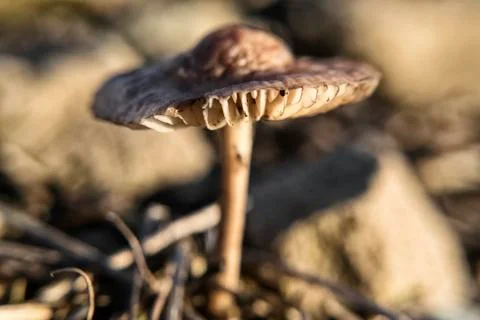 Little mushroom toadstool in the sun during sunset Stock Photos