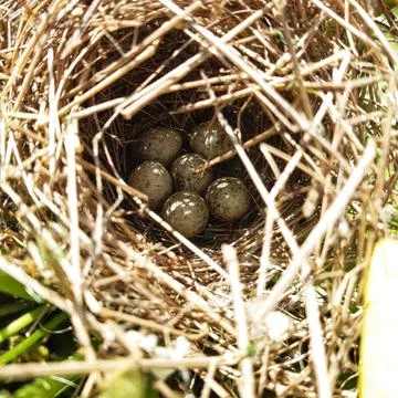 Little nest Stock Photos