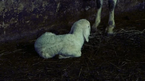 Little newborn lamb, with difficulty sits on the ground near the mother sheep Stock Footage 87313165