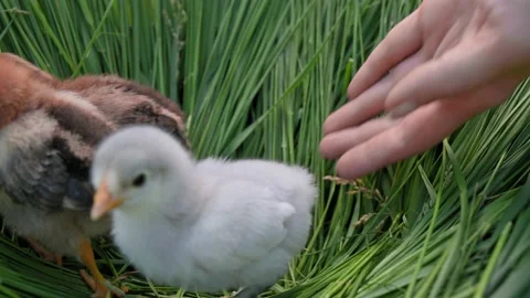 Little newborn light gray fluffy chick in the farmer's female hands on the farm Vídeo Stock 201286364
