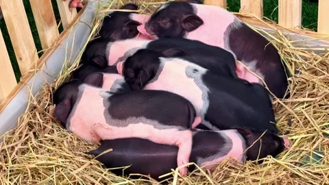 Little newborn piglets sleeping in straw wooden enclosure on farm. Baby pigs. Stock Footage 345562566