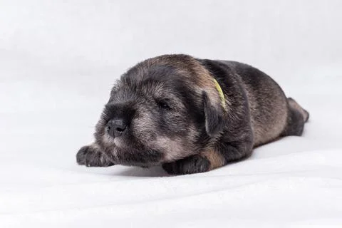 Little newborn puppy learns to walk. A small black miniature schnauzer pupp.. Stock Photos