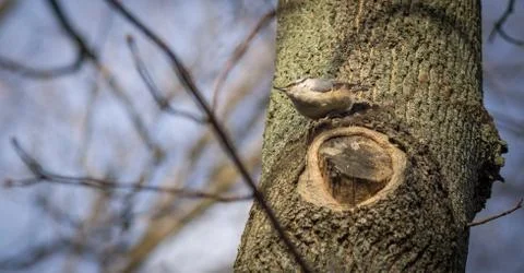 Little nuthatch sitting on tree. Stock Photos
