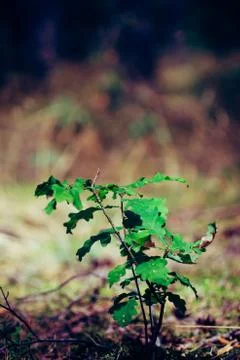 Little oak tree sapling Stock Photos