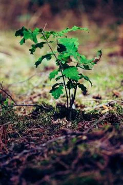 Little oak tree sapling Stock Photos