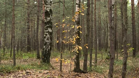 Little oak tree time lapse shot at autumn time, leaves disappear one by one Video stock 140882780