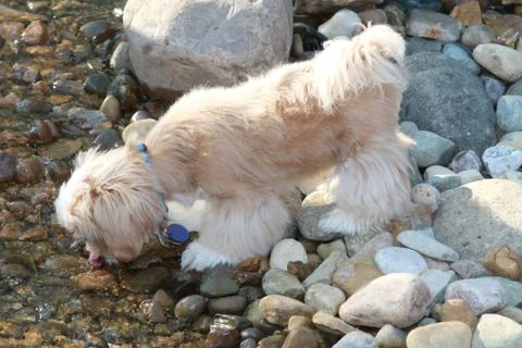 Little Oliver Drinking from a Stream Stock Photos