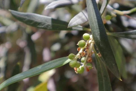 Little olives sprouting from an olive tree, germinate olive, sprout olive bud Stock Photos