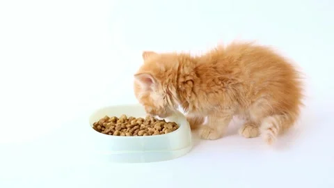 Little orange kitten eats dry food from a bowl Stock-Footage 198980803
