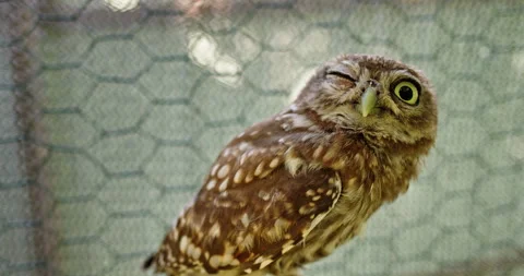 Little Owl Blinking One Eye in Wire Enclosure Stock Footage 343490394