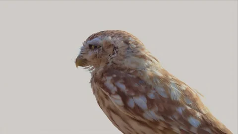 Little Owl Close-Up Portrait Squinting Against the Desert Sky Stock Footage 338029901