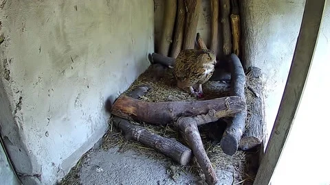 The little owl eats the prey that his mother brought him Stock Footage 153911301