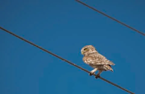 Little owl on the Electric string Foto stock