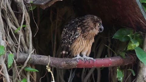 A little owl Video stock 296296034