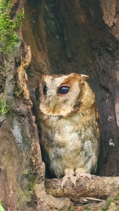 Little Owl Hiding in a Tree Hole Stock-Footage 343493242