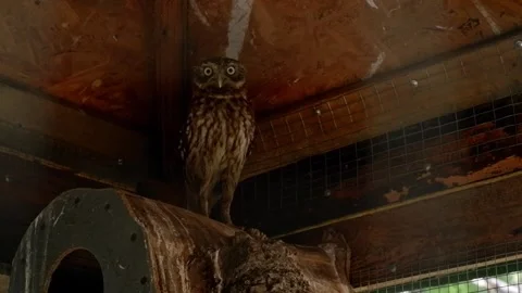 Little owl looking around inside wooden aviary Stock Footage 337032885