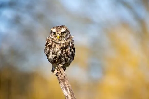Little owl, looking at the camera Stock Photos