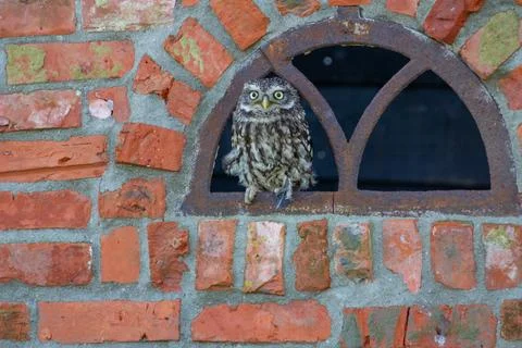Little owl, looking at the camera Stock Photos