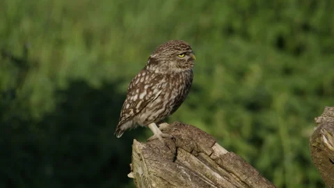 Little Owl perched on a dead tree stump looking around before taking off, slow Stock Footage 341331192