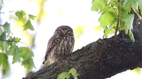 Little Owl Perched on an Oak Tree Branch and Looking at Camera in Spring Stock Footage 337173337
