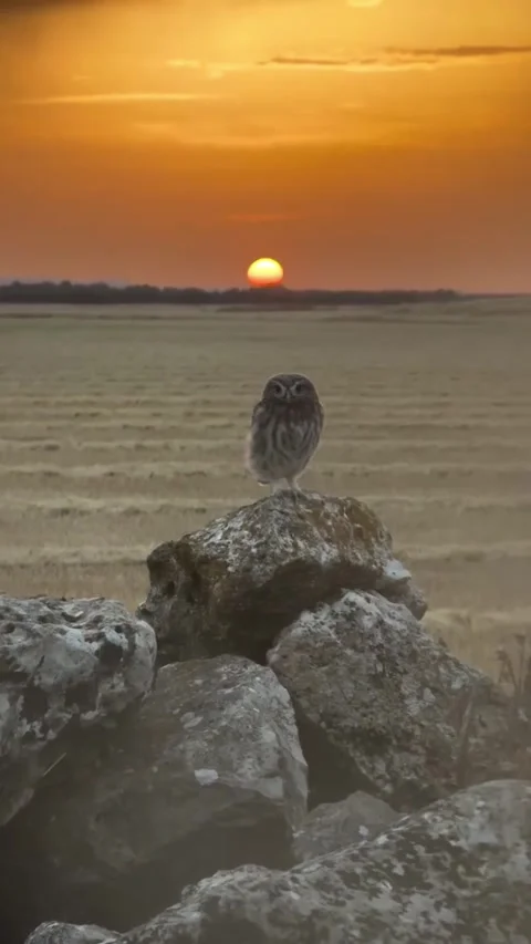Little owl perched on rocks during a beautiful golden sunset Vídeos de archivo 335049531