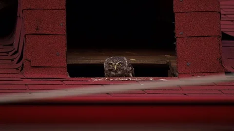Little owl on the rooftop Stock Footage 117405151