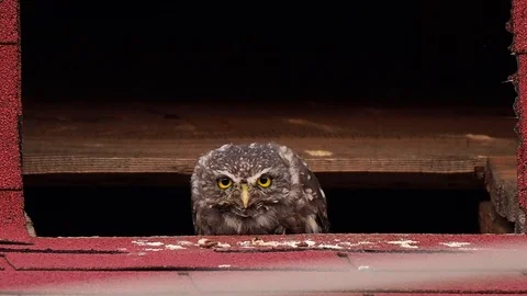 Little owl on the rooftop Stock Footage 117405339