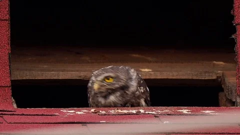 Little owl on the rooftop Stock Footage 117600859