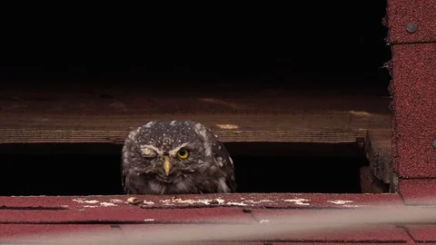 Little owl on the rooftop Stock Footage 117600891