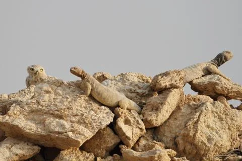 Little Owl shared accommodation with spiny tailed Lizards Stock Photos