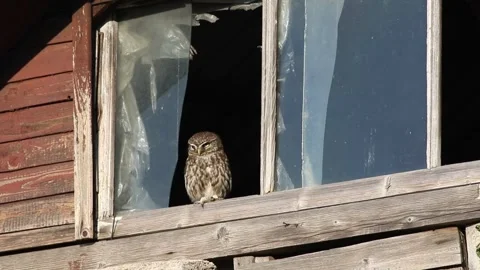 Little owl sits on the windowsill of an old broken window on a bright sunny d Stock Footage 346024550