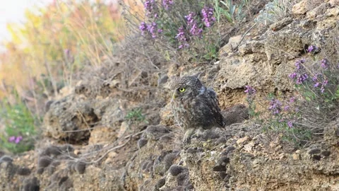 Little Owl Taking Off from Slope in Wild Nature Slow Motion Close up Vídeos de archivo 344863753