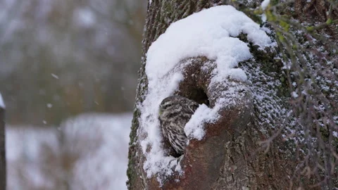 Little owl in tree cavity during falling snow, blinking eye, side view Stock Footage 329291233