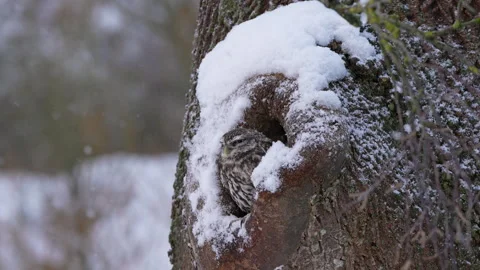 Little owl in tree cavity during falling snow, blinking eyes, turning head Stock Footage 329291270