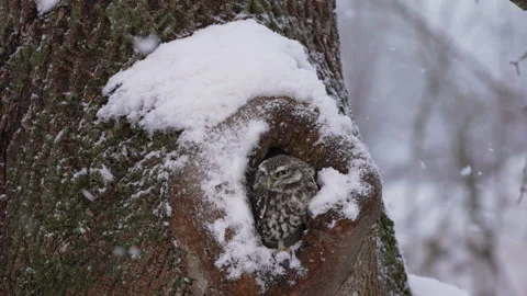 Little owl in tree cavity during falling snow, blinking eyes, turning head Stock Footage 329291506