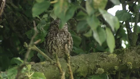 Little owl on a tree Stock Footage 285625149