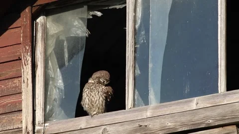 Little owl turning head around while sitting on an old wooden window frame .. Stock Footage 346024580
