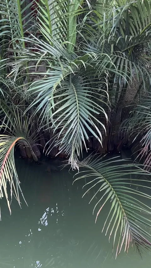 Little palm trees are growing on the soil in a garden Stock Footage 309257973
