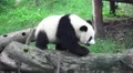 Little Panda Bear Walks Across Wooden Logs HD Vídeo HD