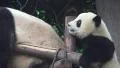 Little Panda Climbs Ontop Of Resting Giant Panda Bear 4K 4k or 4k+ Resolution