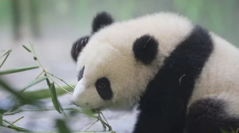 Little panda crawling Stock Footage 45406168
