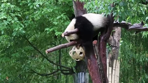 Little panda having fun on the tree, Wolong Giant Panda Nature Reserve, She.. Stock Footage 281179755