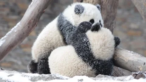 Little Panda playing in the Snow 動画素材 144251089