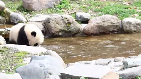 Little Panda playing water in the Tiny Pond, Wolong Panda Base, China Stock Footage 337211857