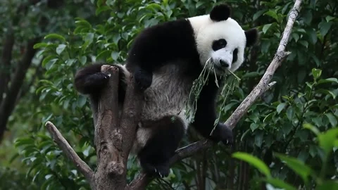 Little Panda sitting on the high Tree, Wolong, China Stock Footage 306675941