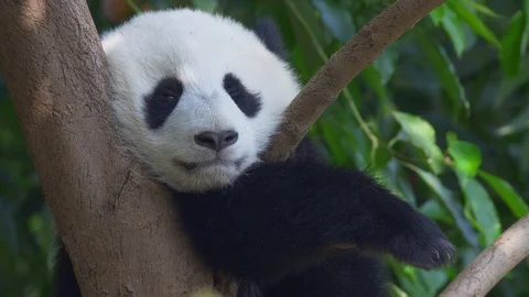 Little panda snugly settles down on a tree and prepares for sleep. Cute panda Vídeos de archivo 125026732