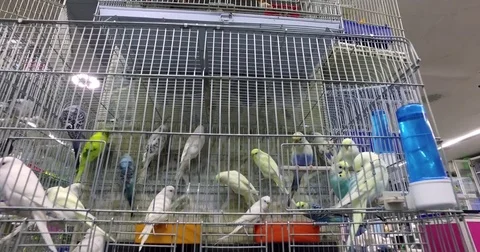 Little parakeets in the cage. Video stock 77411124