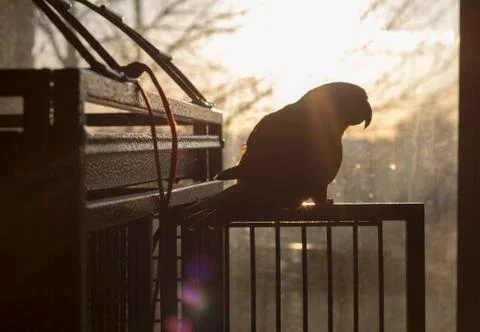 Little parrot in sunlight Stock Photos