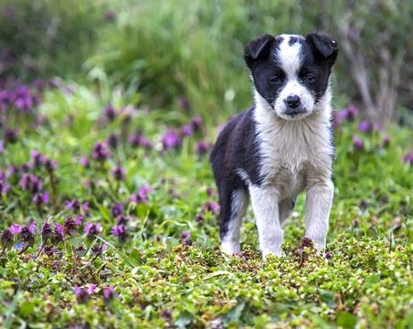 Little patterned puppy Stock Photos